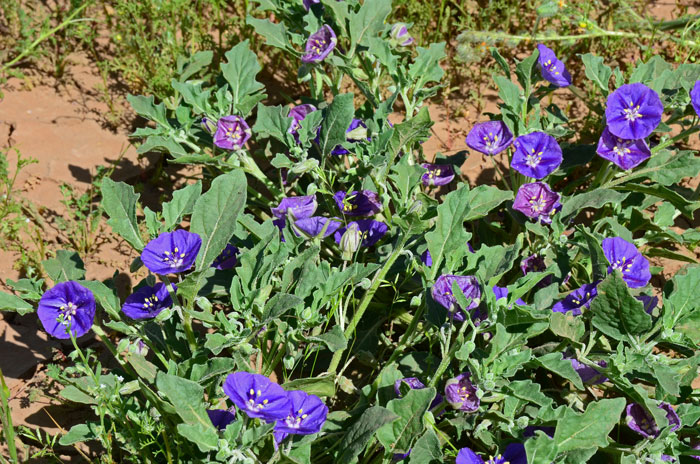 Purple Ground Cherry is a perennial native species that grows in elevations from 1,000 to 5,000 in Arizona. Quincula lobata